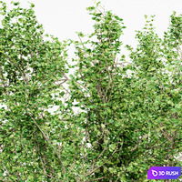 River Birch 5 TREE 3D Model Corona