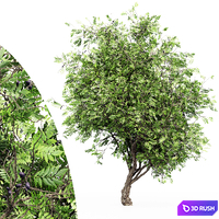 African Olive tree 3D Model Corona
