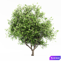 African Olive tree 3D Model Corona