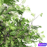 African Olive tree 3D Model Corona