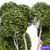 Fancy shaped decorative tree 3D Model Corona