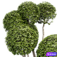 Fancy shaped decorative tree 3D Model Corona