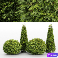 Evergreen Shrubs - Golden Globe Dwarf Thuja 3D Model Vray, Corona