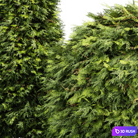 Evergreen Shrubs - Golden Globe Dwarf Thuja 3D Model Vray, Corona