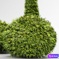 Evergreen Shrubs - Golden Globe Dwarf Thuja 3D Model Vray, Corona