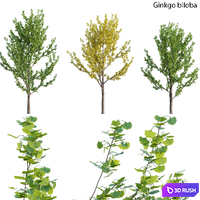 Ginkgo biloba 02 3D Model Vray, Corona