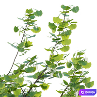 Ginkgo biloba 02 3D Model Vray, Corona