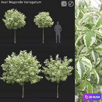 Acer Variegatum 3D Model Vray, Corona