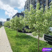 Acer Variegatum 3D Model Vray, Corona