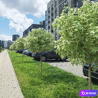 Acer Variegatum 3D Model Vray, Corona
