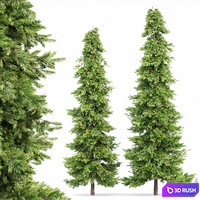 Spruce 2trees 3D Model Vray, Corona