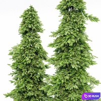 Spruce 2trees 3D Model Vray, Corona