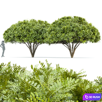 Palo verde 2 trees 3D Model Vray, Corona