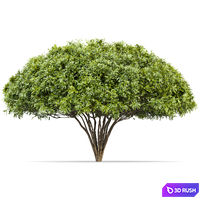 Palo verde 2 trees 3D Model Vray, Corona