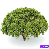 Palo verde 2 trees 3D Model Vray, Corona