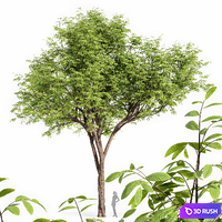 Real tree quercus serrata 3D Model Vray, Corona