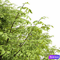 Real tree quercus serrata 3D Model Vray, Corona