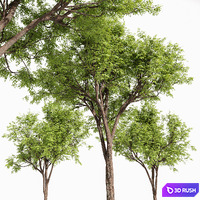 Real tree quercus serrata 3D Model Vray, Corona