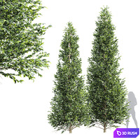 New Tree High detail Carpinus Betulus Tall 3D Model Vray, Corona