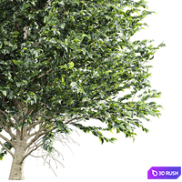 New Tree High detail Carpinus Betulus Tall 3D Model Vray, Corona