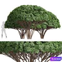 New Plant High detail Edgeworthia Chrysantha Grandiflora Tree 3D Model Vray, Corona