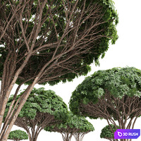 New Plant High detail Edgeworthia Chrysantha Grandiflora Tree 3D Model Vray, Corona