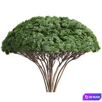 New Plant High detail Edgeworthia Chrysantha Grandiflora Tree 3D Model Vray, Corona