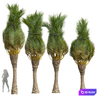 New Plant High detail Phoenix Canariensis Washingtonia Robusta 3D Model Vray, Corona