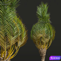 New Plant High detail Phoenix Canariensis Washingtonia Robusta 3D Model Vray, Corona
