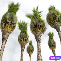 New Plant High detail Phoenix Canariensis Washingtonia Robusta 3D Model Vray, Corona