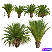 New Plant High detail Phoenix Canariensis Decorative Garden Small 3D Model Vray, Corona