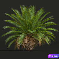New Plant High detail Phoenix Canariensis Decorative Garden Small 3D Model Vray, Corona