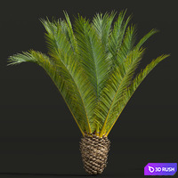 New Plant High detail Phoenix Canariensis Decorative Garden Small 3D Model Vray, Corona