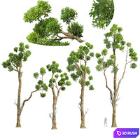 New Plant High detail Cinnamomum Camphora Decorative 3D Model Vray, Corona