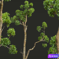New Plant High detail Cinnamomum Camphora Decorative 3D Model Vray, Corona