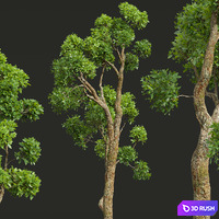New Plant High detail Cinnamomum Camphora Decorative 3D Model Vray, Corona