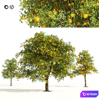 orange fruit tree 3D Model Vray, Corona