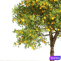 orange fruit tree 3D Model Vray, Corona