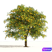 orange fruit tree 3D Model Vray, Corona