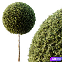 Spherical tree03 3D Model Vray, Corona