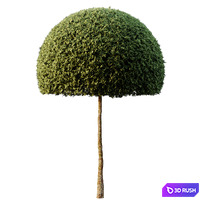 Spherical tree03 3D Model Vray, Corona