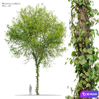 Fraxinus latifolia 03 3D Model Corona