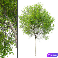 Fraxinus latifolia 03 3D Model Corona