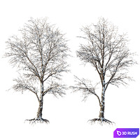 AV Plants Angel Oak Live Tree Spanish Moss Winter Snow Tree 3D Model Vray, Corona