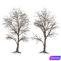 AV Plants Angel Oak Live Tree Spanish Moss Winter Snow Tree 3D Model Vray, Corona
