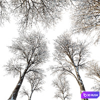 AV Plants Angel Oak Live Tree Spanish Moss Winter Snow Tree 3D Model Vray, Corona