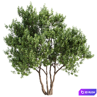 Myrica cerifera Tree Set 010 3D Model Vray, Corona
