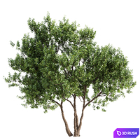 Myrica cerifera Tree Set 010 3D Model Vray, Corona
