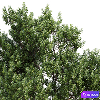 Myrica cerifera Tree Set 010 3D Model Vray, Corona
