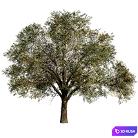 Oak tree_1 3D Model Corona